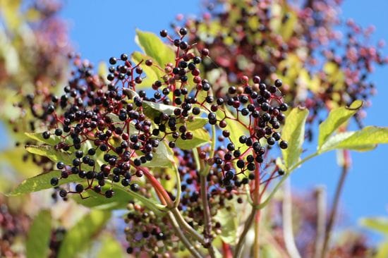 Black Elderberry Extract For Optimal Gut Health